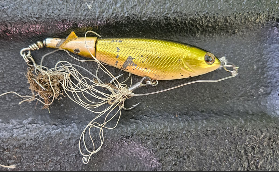This is the fishing lure that N.C. wildlife biologist John Henry Harrelson pulled out of the eye of a 7-foot, 9-inch alligator near Wilmington, North Carolina. 