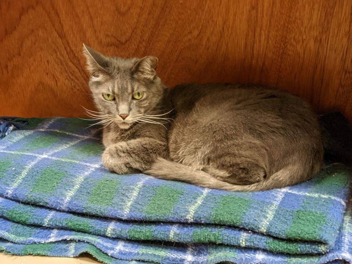Deena, the gray tabby resident cat at Book Buyers in Plaza Midwood, picked a favorite spot to rest on the bottom shelf.