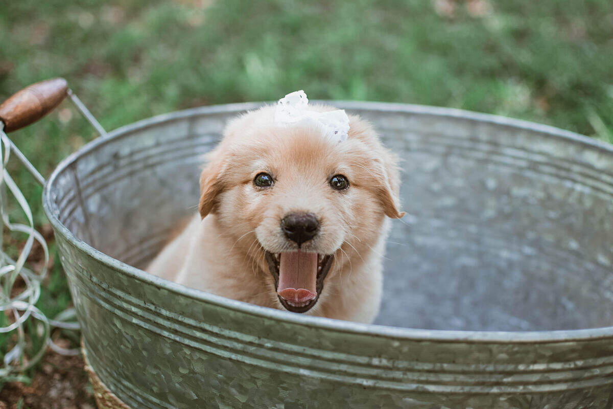 Rey, a golden retriever puppy, was abandoned by some railroad tracks in Texas but now has found a permanent home and a spot in viral history.
