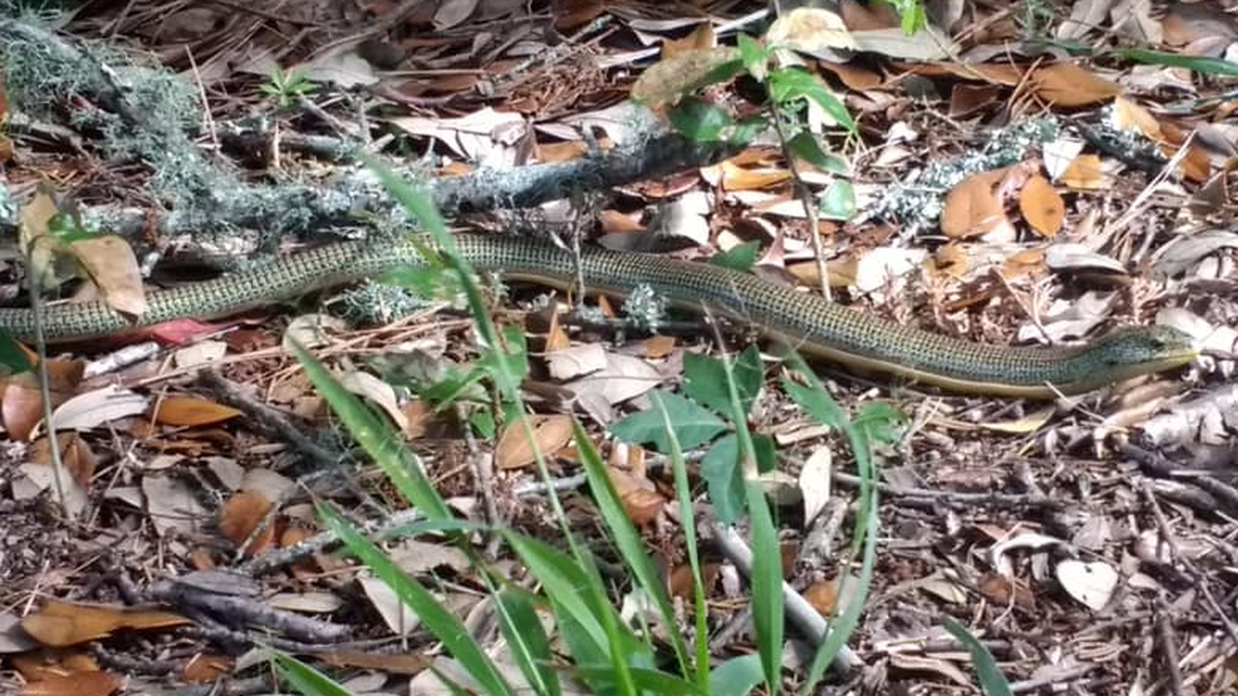 The eastern glass lizard (Ophisaurus ventralis). looks like a snake, but has ear holes and movable eyelids.