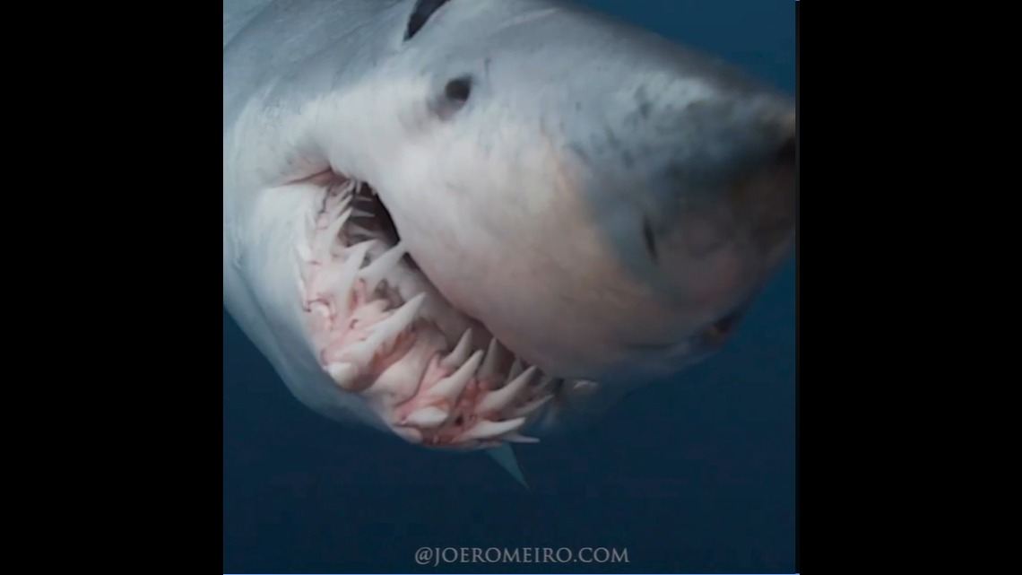 A terrifying view down a 12-foot mako shark’s mouth was captured on video by a naturalist Joe Romeiro. He called the shark “a dragon”