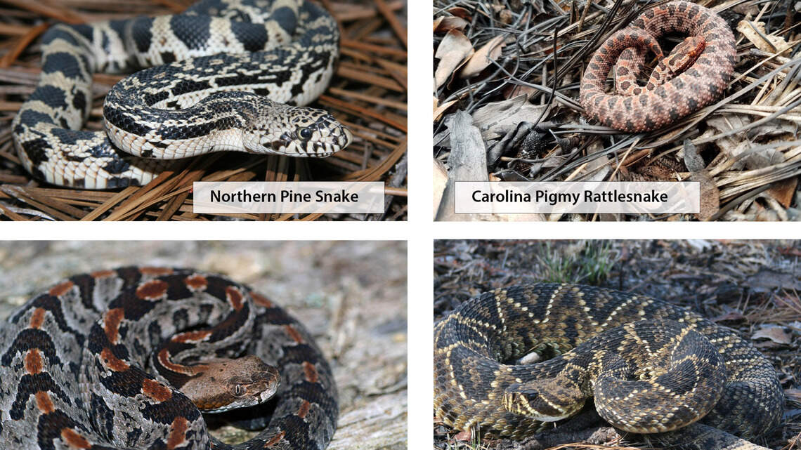 Can I kill a snake? Feed an alligator? Hold a bear cub? NC wildlife laws
