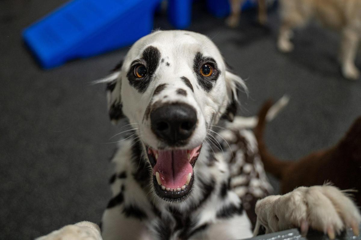 Charlie the Dalmatian plays with other dogs at Skiptown.