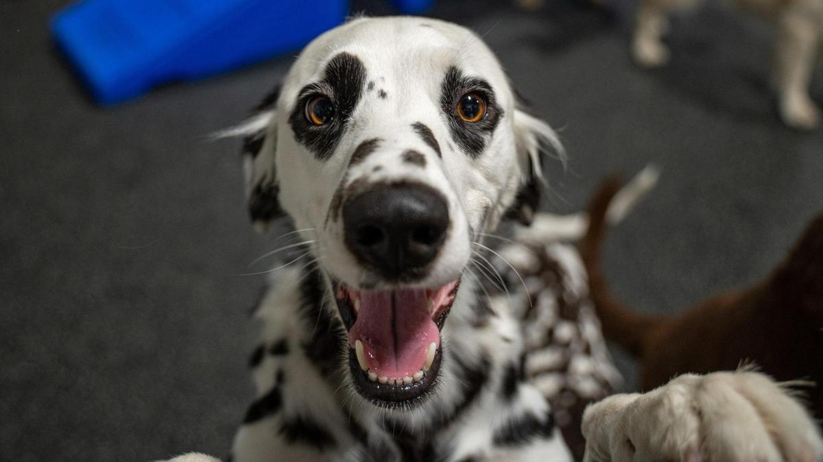 Charlie the Dalmatian plays with other dogs at Skiptown.