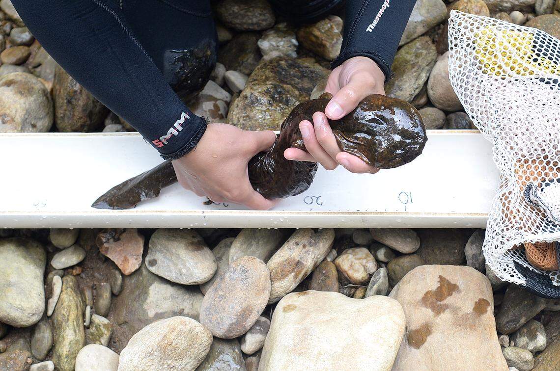 Freddy Ortega, a graduate student at Appalachian State University, recorded vital statistics such as weight and length of hellbenders during a recent survey on Friday, July 26, 2019.