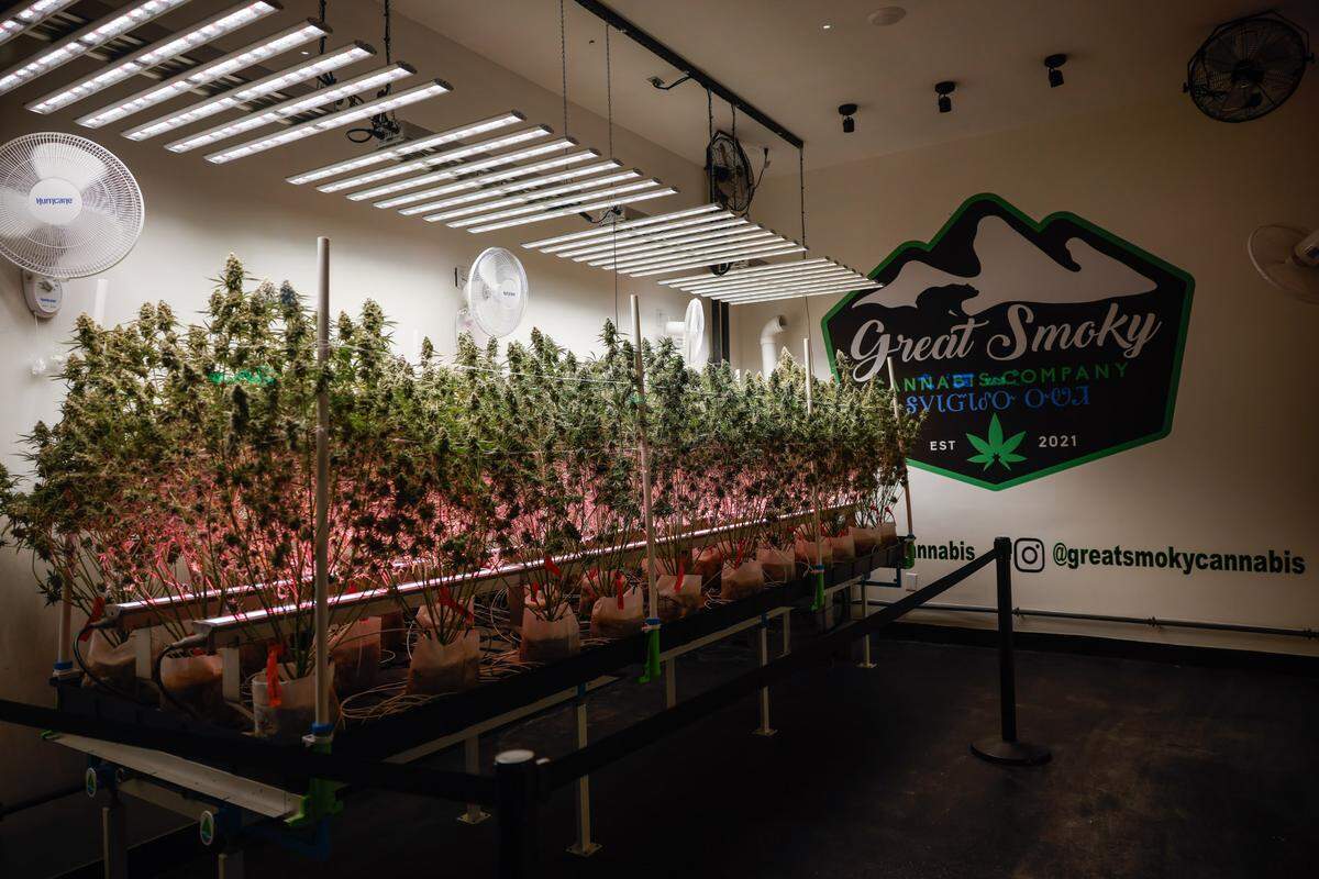 Marijuana plants grow on display inside the Great Smokies Cannabis Company dispensary in Cherokee, NC on Saturday, September 7, 2024.