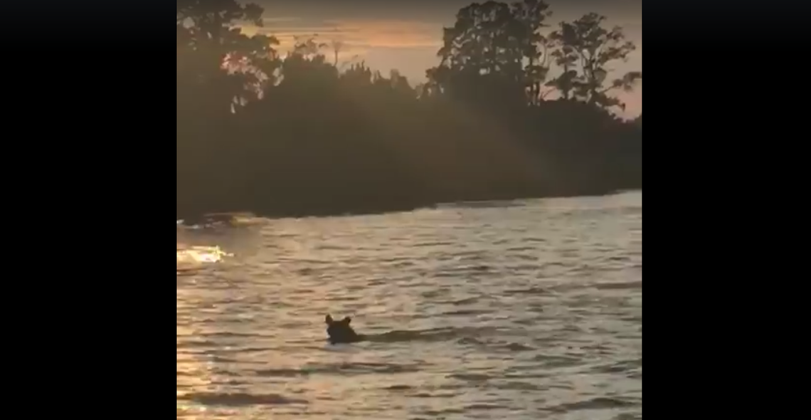 What was a black bear doing in the black river? The doggy paddle, it seems.