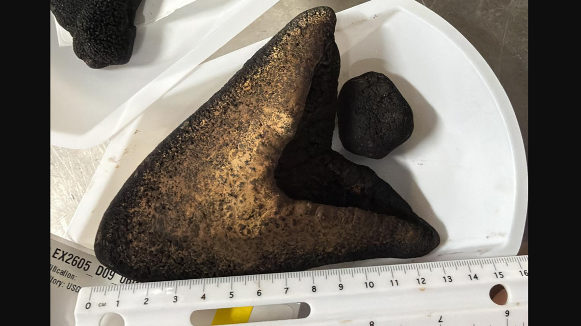 Meg shark teeth found inside nodules on seafloor, NOAA says. How did it happen?