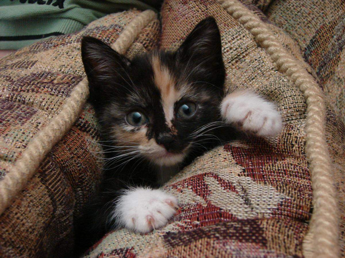Pepper was named a finalist in The Charlotte Observer’s “cutest cat in Charlotte” contest in fall 2024.
