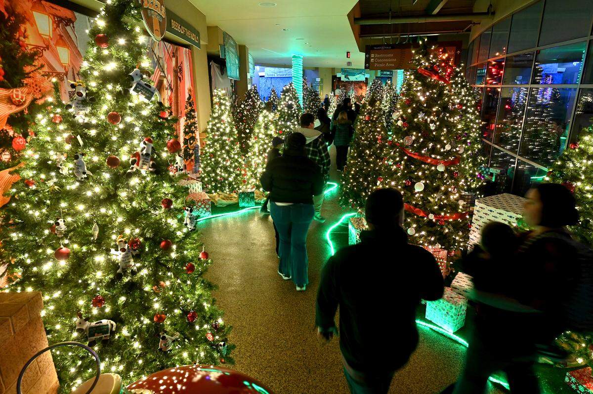 An area of the concourse at Truist Field in Charlotte has been lined with holiday trees for visitors to walk through on Wednesday, Nov. 22, 2023.  The Charlotte Knights welcomed families and fans to Truist Field for the fourth season of Light the Knights Festival, filling the field with thousands of holiday lights, trees and displays to create a winter wonderland. Adding to the excitement for families is the regulation size ice rink and a 10-lane 150-foot snow tubing hill.