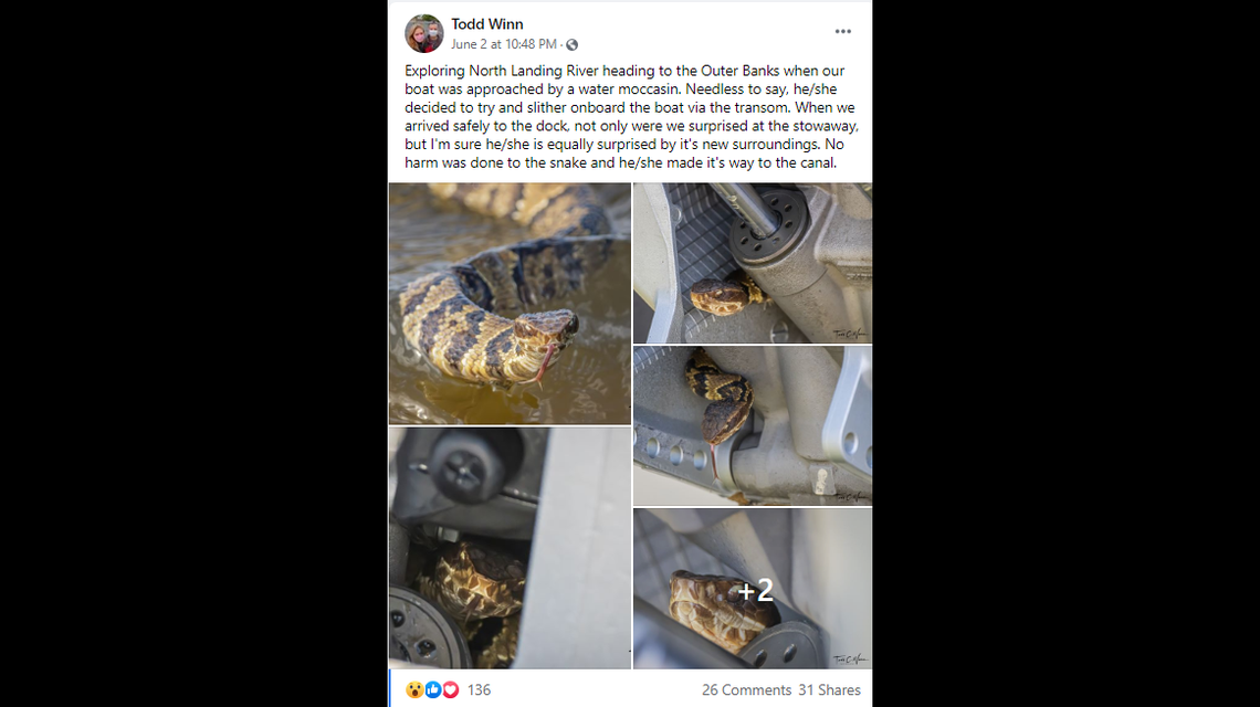 Todd Winn, a human resources officer in the U.S. Navy, ended up in a boat with a cottonmouth off the Outer Banks.