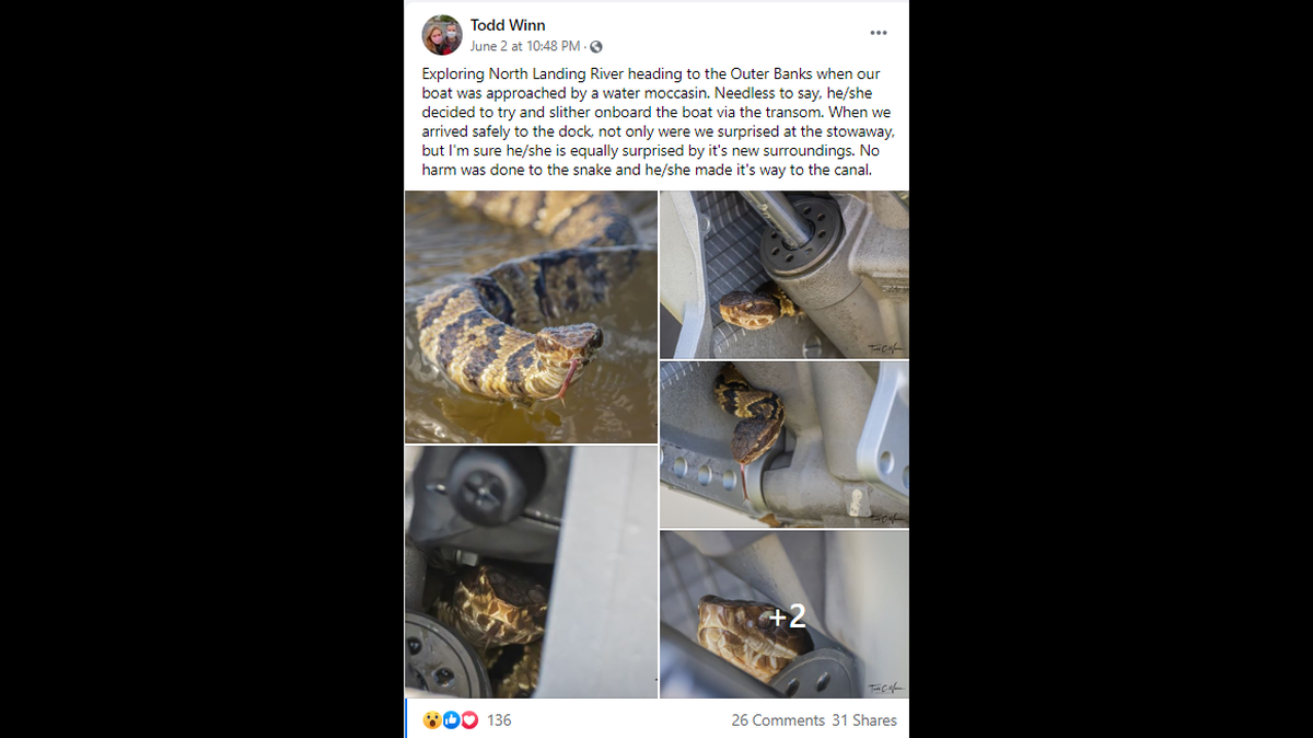 Todd Winn, a human resources officer in the U.S. Navy, ended up in a boat with a cottonmouth off the Outer Banks.