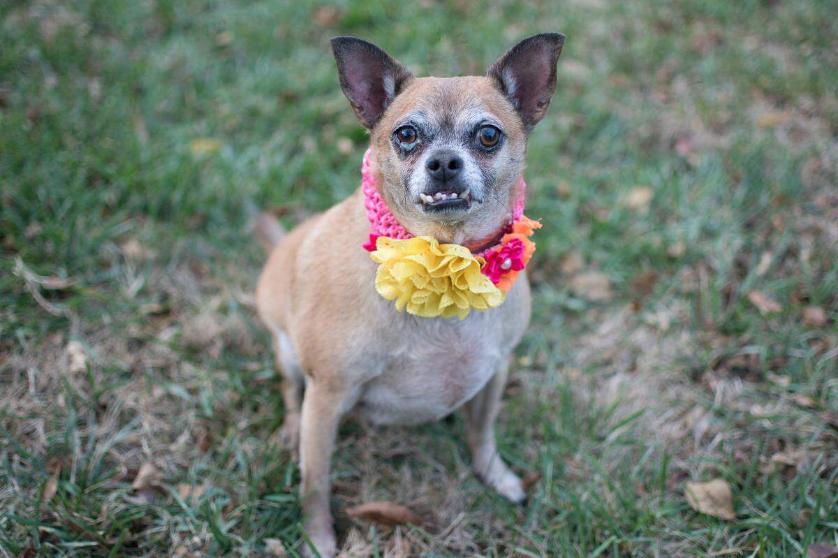 Chompers, a 9-year-old Chihuahua/Pug mix was held in the care of CMPD Animal Care and Control.