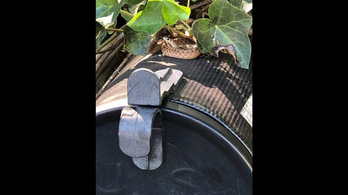 This snake made itself at home on a Mint Hill family’s mail box and the postal carrier was not happy. It had to be evicted.