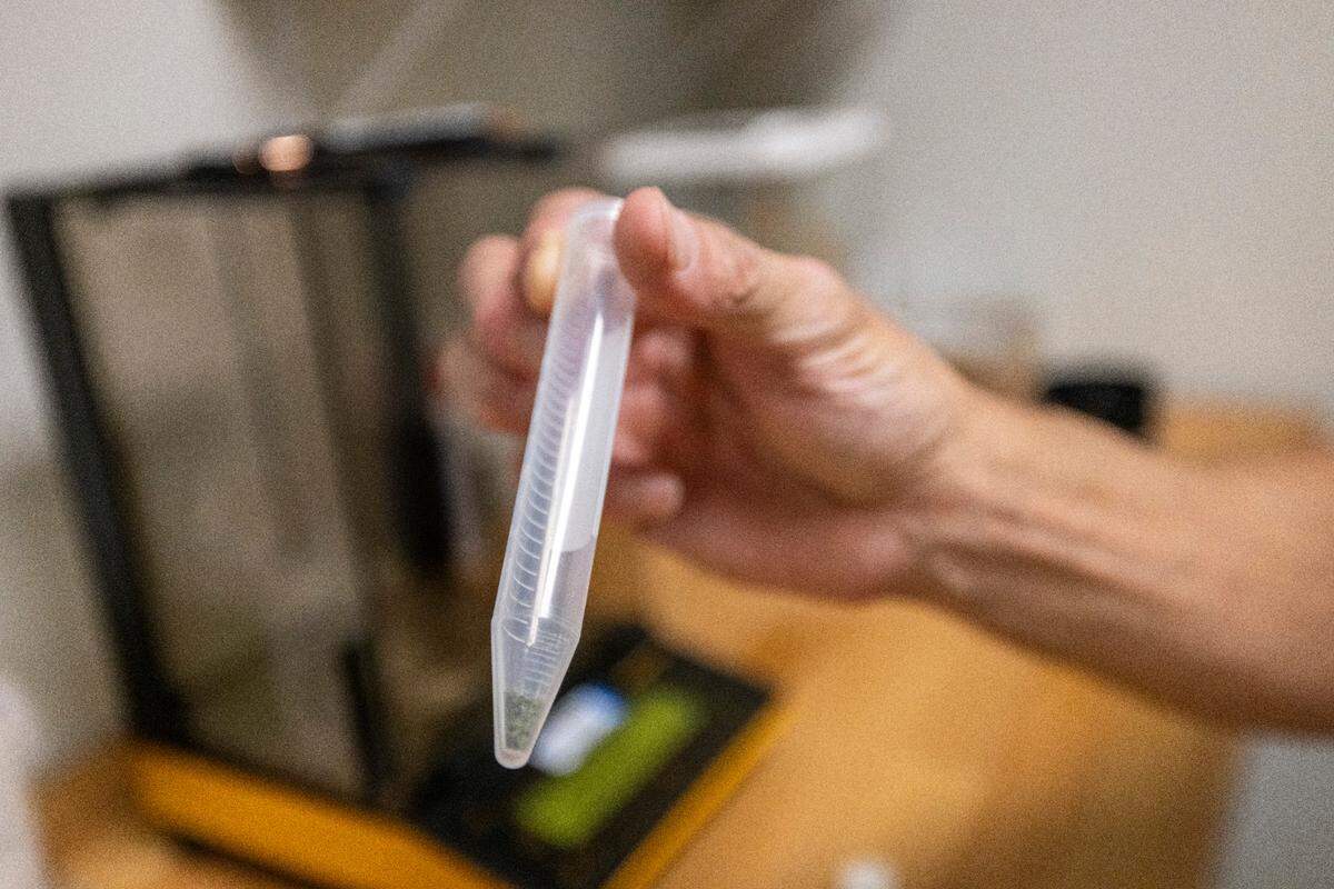Frank Maurio prepares a cannabis sample for testing at Delta 9 Analytics in Raleigh on Thursday, June 5, 2025. The lab specializes in the analysis of industrial hemp, cannabis and cannabinoid-derived products.