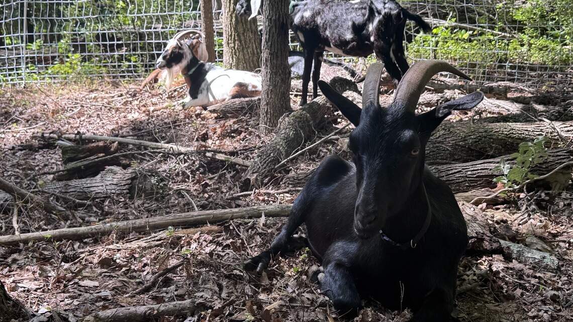 Need your grass cut or weeds cleared? This 200-goat herd in Charlotte can help