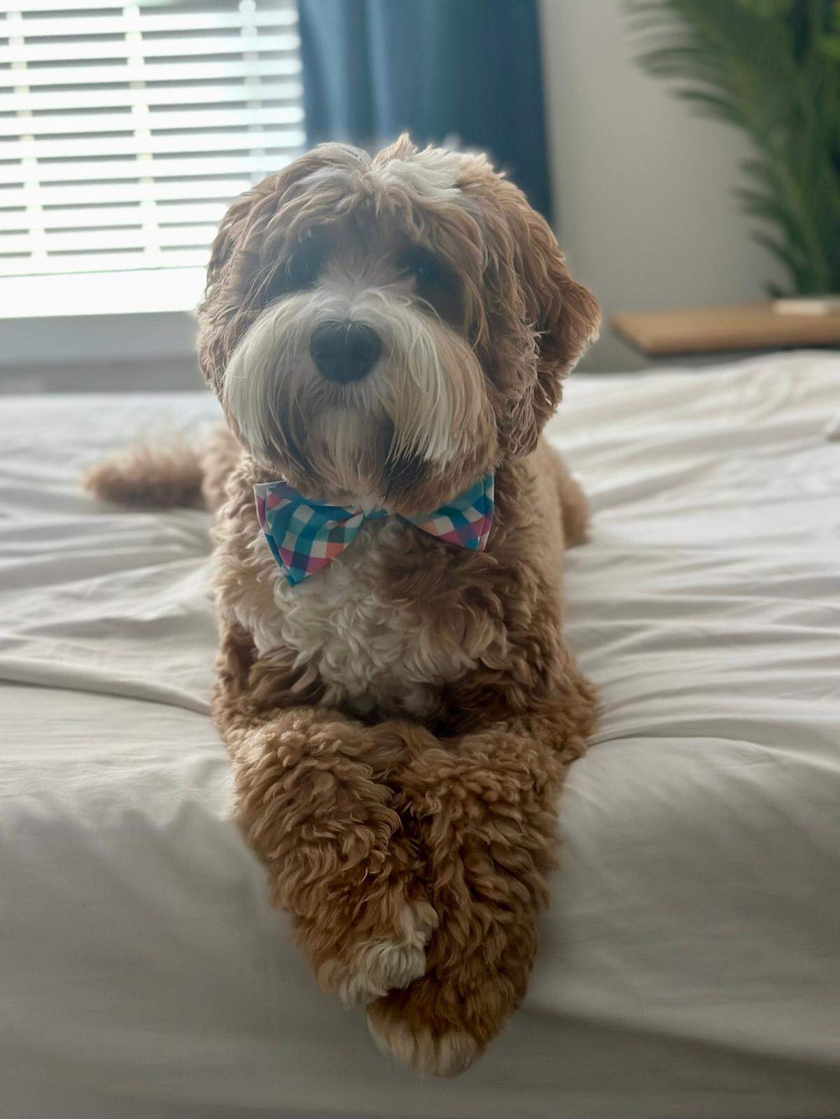 Huxley was named a finalist in The Charlotte Observer’s “cutest dog in Charlotte” contest in fall 2024.