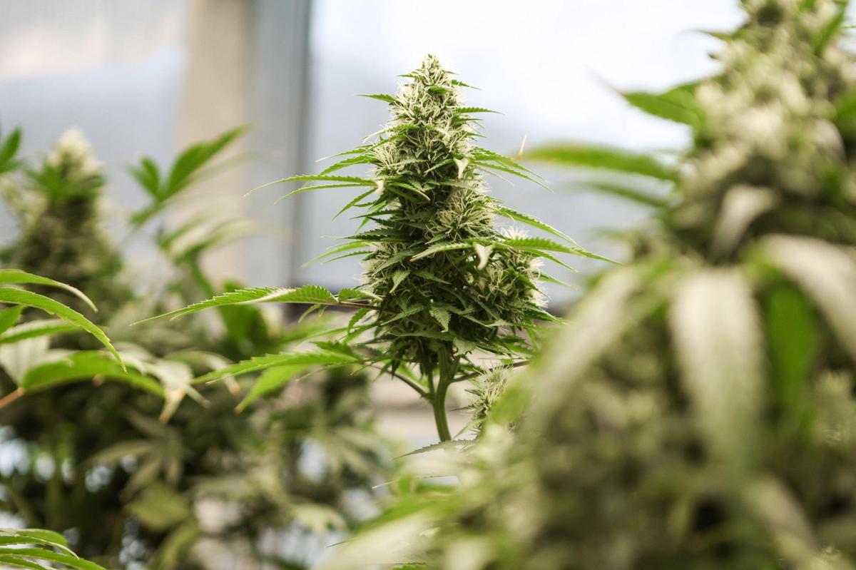 Flowers, also known as buds, grows at the top of a mature marijuana plant on a farm owned and operated by Qualla Enterprises, LLC in Cherokee, NC. The flowers contain the cannabinoids and terpenes that get produce a high and offer health benefits. Flowers only grow on female cannabis plants and must be dried before consumption.