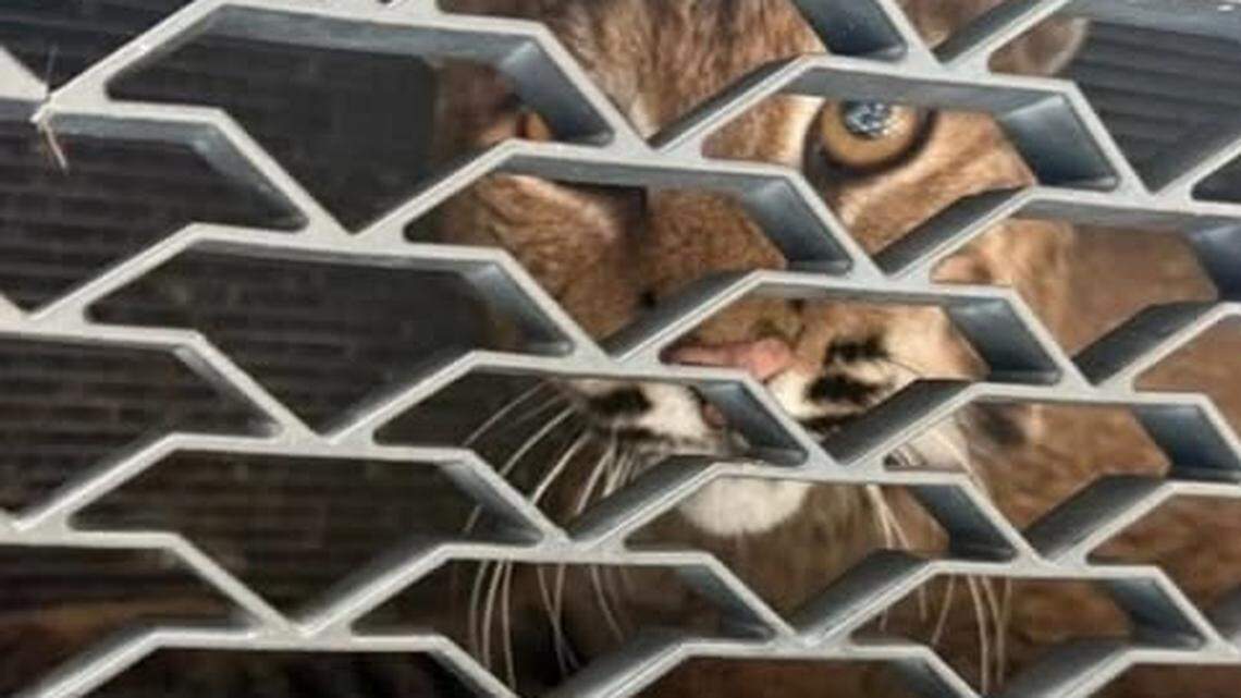 NC wildlife rehab responders “were out the door in minutes” of a call that a bobcat was injured and scared while trapped in a car grill on Wednesday, July 30, 2025.