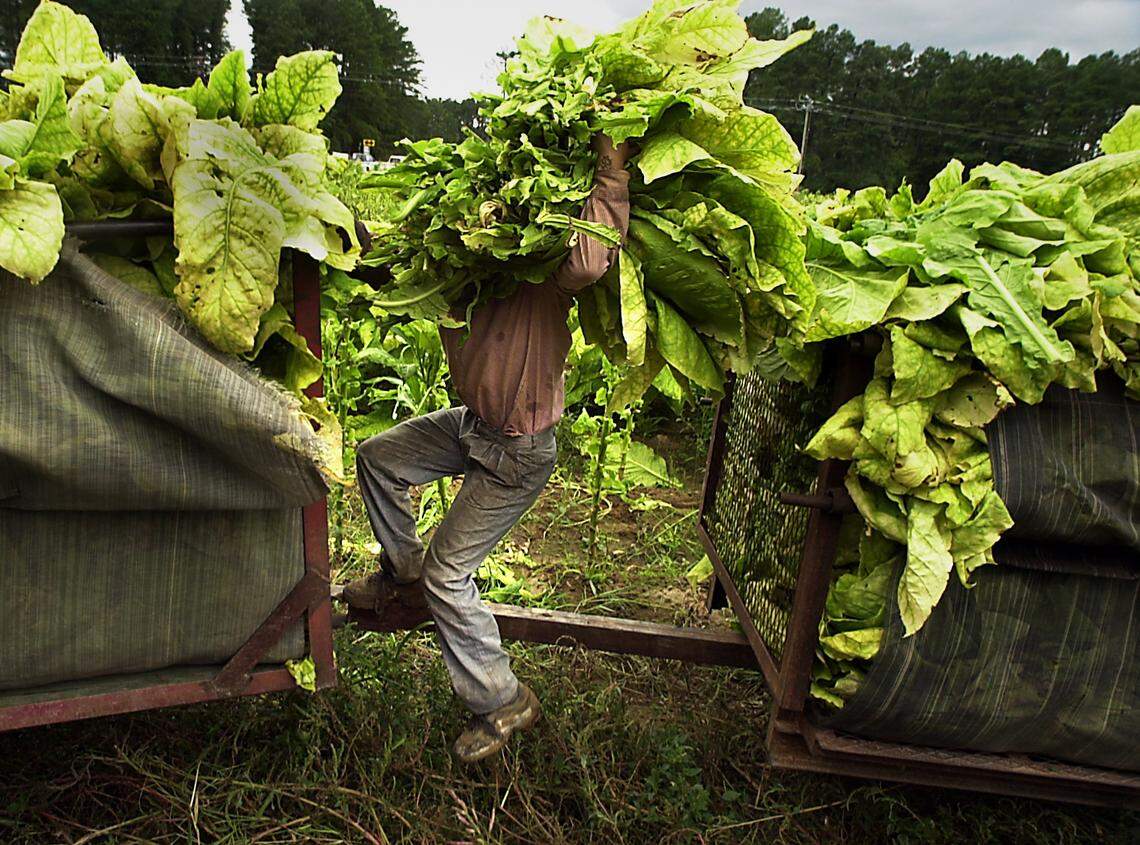 A farm worker struggles with an armload of tobacco leaves while loading a trailer in Chatham County.