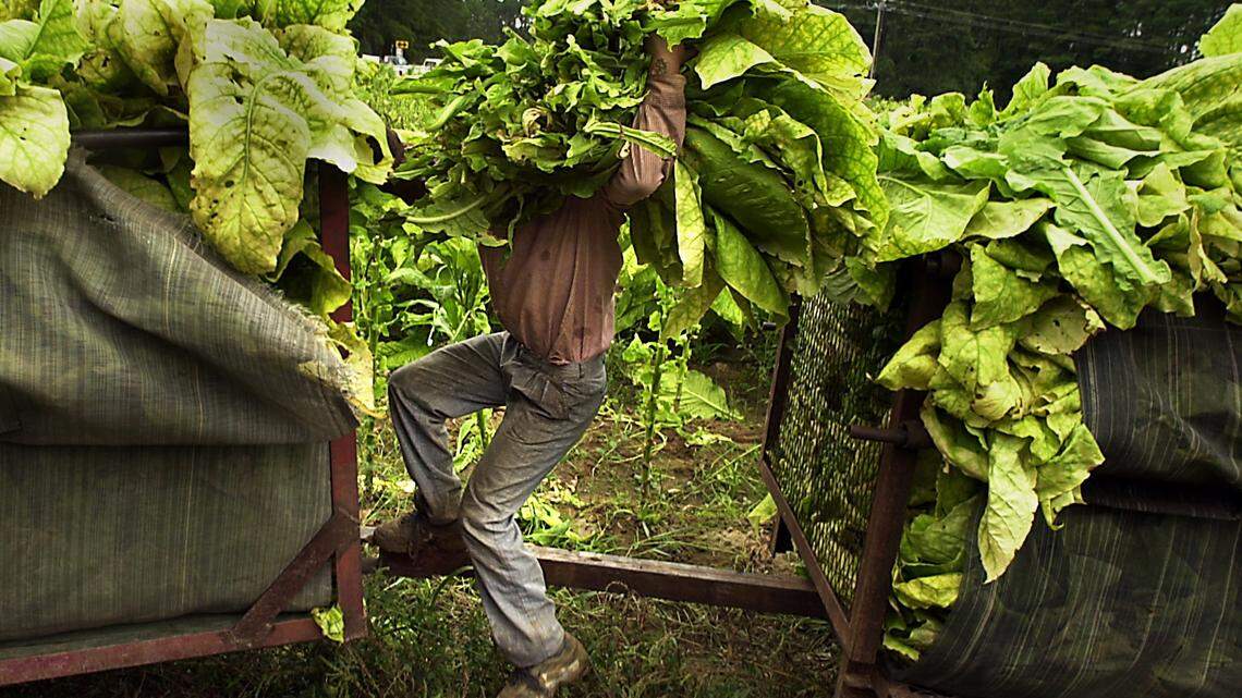 A farm worker struggles with an armload of tobacco leaves while loading a trailer in Chatham County. A recent settlement awarded migrants $150,000 following allegations of human trafficking.