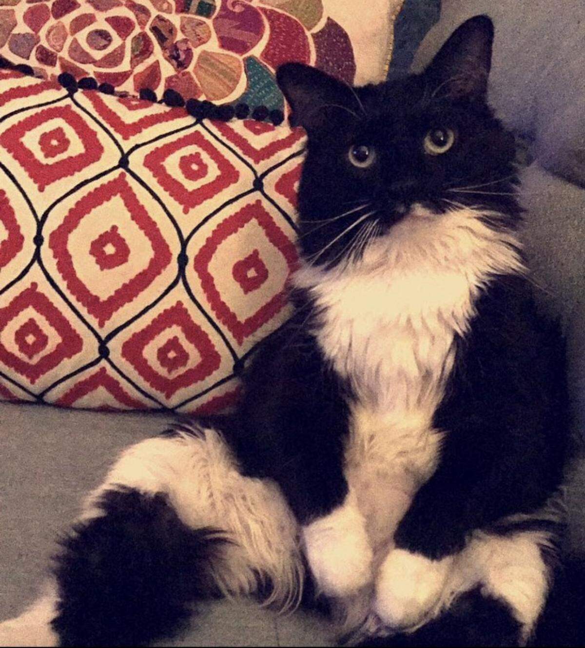 Drogo was named a finalist in The Charlotte Observer’s “cutest cat in Charlotte” contest in fall 2024.