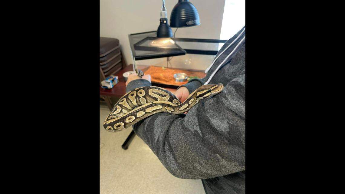 “He’s a cutie!!” a woman said on Facebook after Iredell County Animal Services posted pictures of this ball python on Friday, Dec. 2, 2022.