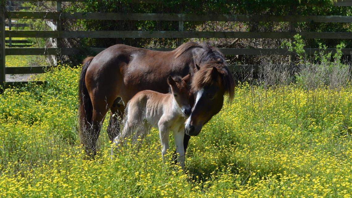The Ocracoke pony herd has a new member. Winnie was born on May 3. Her mother is Sacajawea, a mare from Shackleford Banks.
