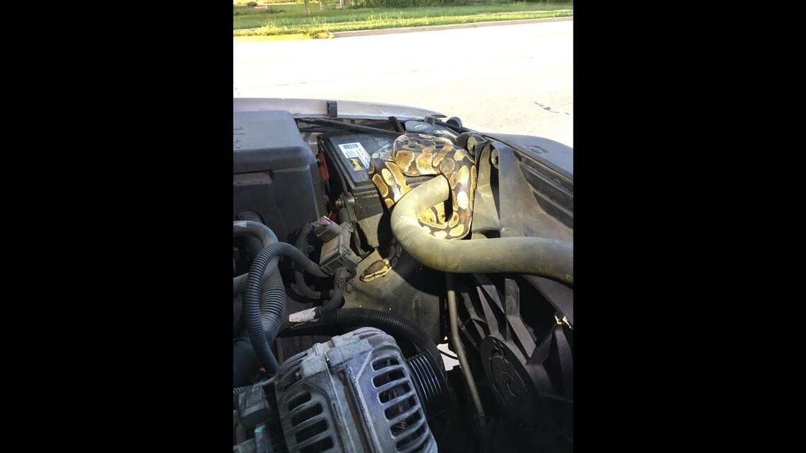 The Omro Police called for a tow truck when it became clear the snake wouldn’t let go of the engine
