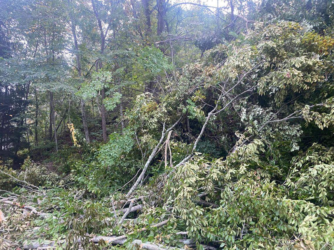 Debris from large trees has blocked roads in Leicester in the aftermath of Hurricane Helene.
