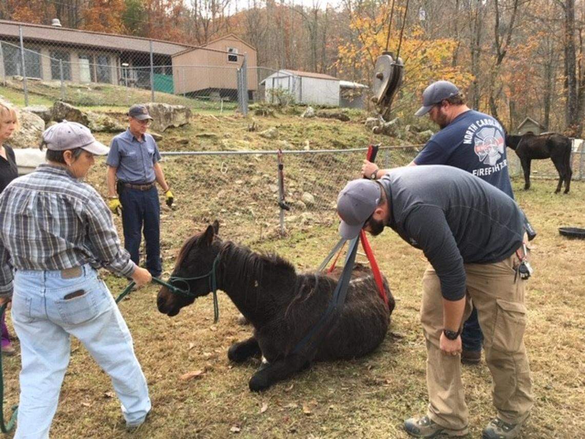 One of the horses taken from the residence was too weak to stand without help from rescuers.