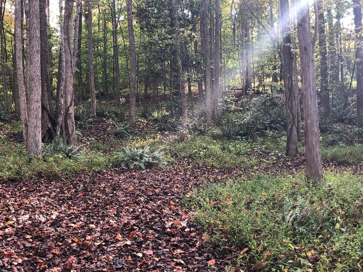 A photograph taken in the Fern Ridge section of Kings Mountain Preserve by Terry Robertson.