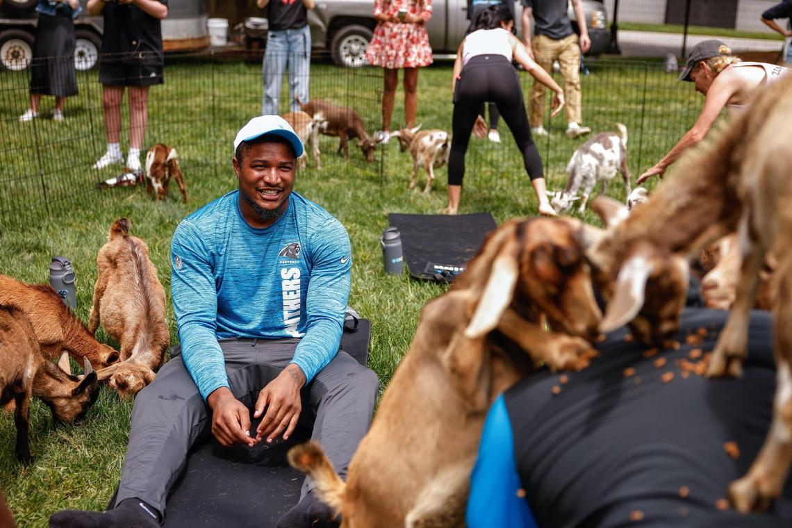 Panthers linebacker Trevin Wallace smiles as he watches goats eat off of teammate Chandler Zavala’s back as they participate in Monday’s goat yoga workout at Bank of America Stadium. The Panthers brought in the goats from Zen Hooves as part of mental health awareness month.