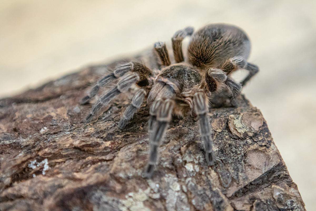 Tiny is a Chilean rose-hair tarantula whose venom paralyzes its prey and liquefies its innards.