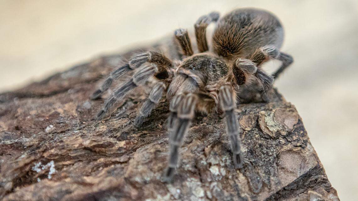 Giant, hairy spiders are crawling across California. Are they dangerous?