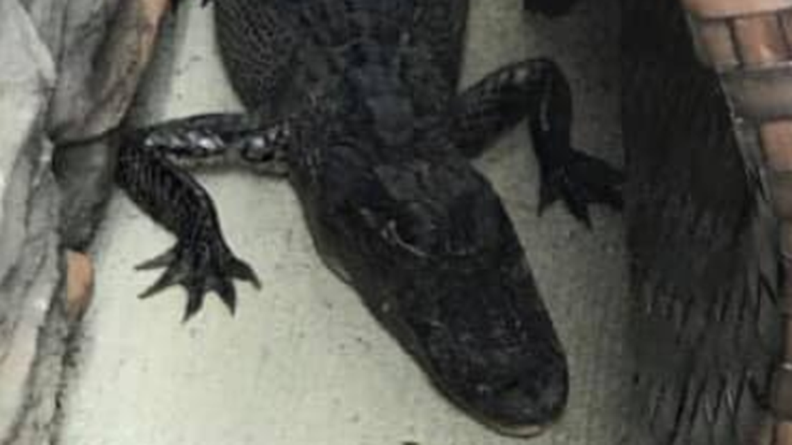 This is the alligator that showed up behind a home Sunday in Union County, N.C.