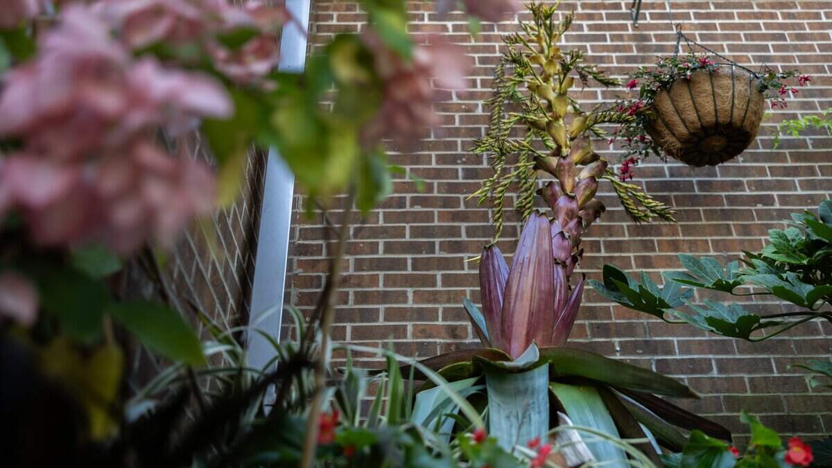Dolly Parton's plant of many colors dazzles visitors at UNC Charlotte gardens