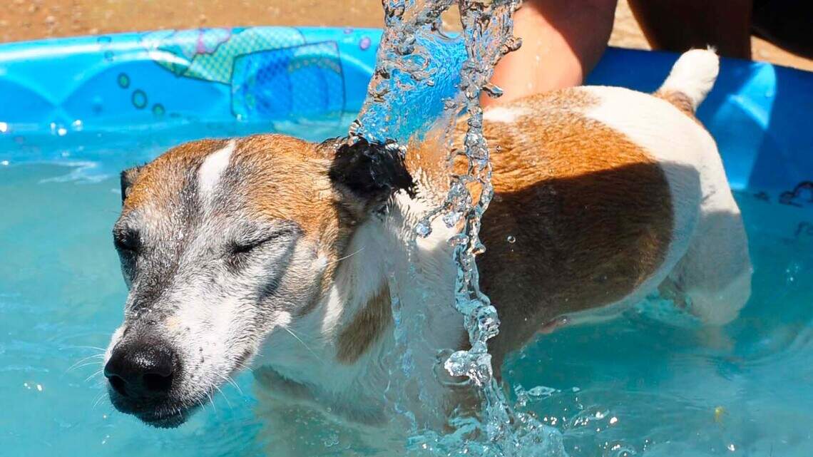 Is it safe to give Wichita water to pets during a boil advisory? Here’s what KDHE says