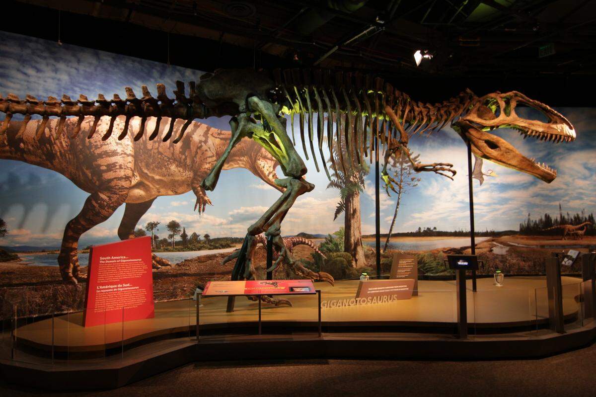 The dinosaur Giganotosaurus may have been the largest land predator ever. Experts think it measured up to 43 feet long and 23 feet high. It’s one of the dinos on display now at Discovery Place Science.