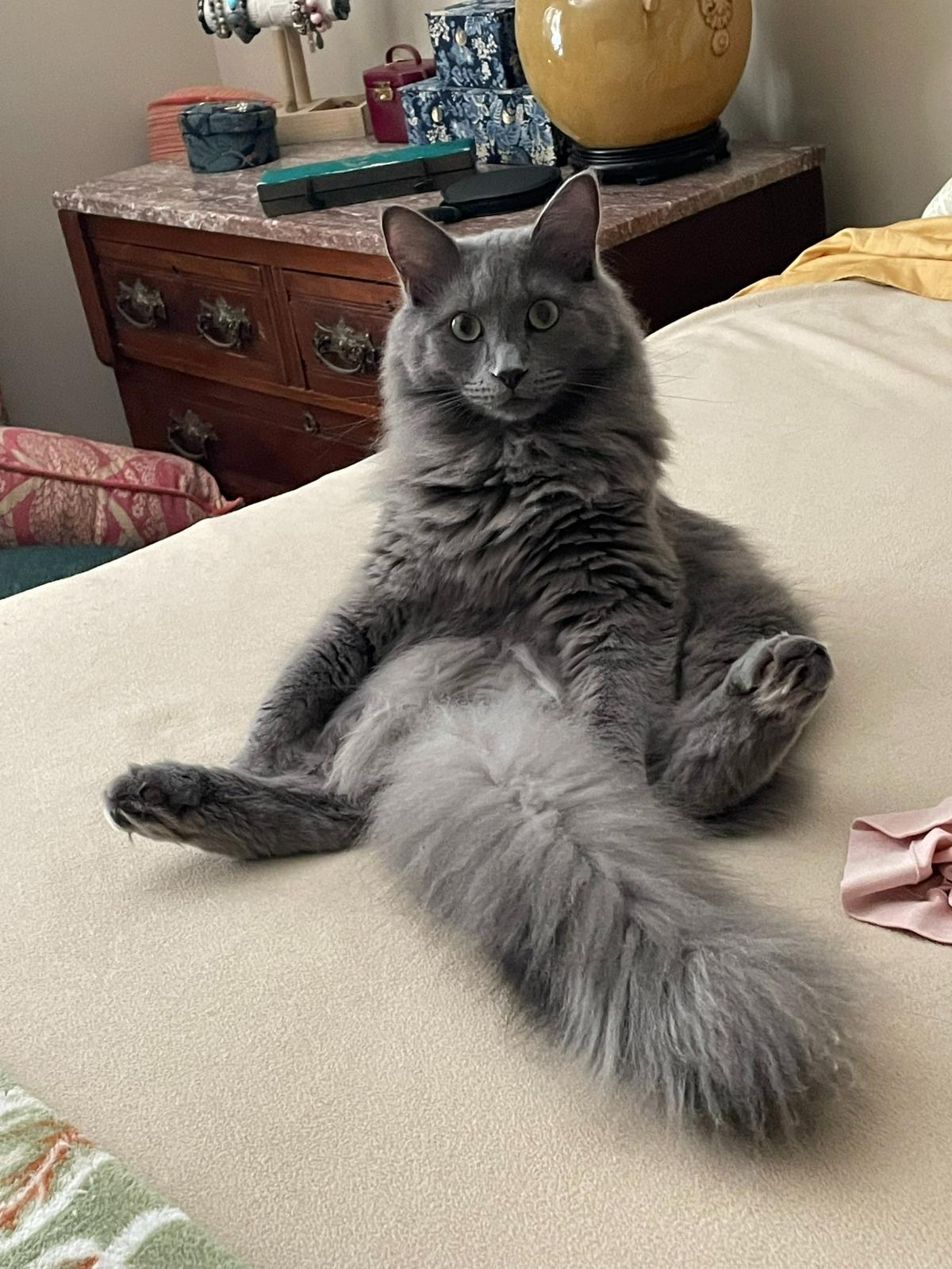 Asher was named a finalist in The Charlotte Observer’s “cutest cat in Charlotte” contest in fall 2024.