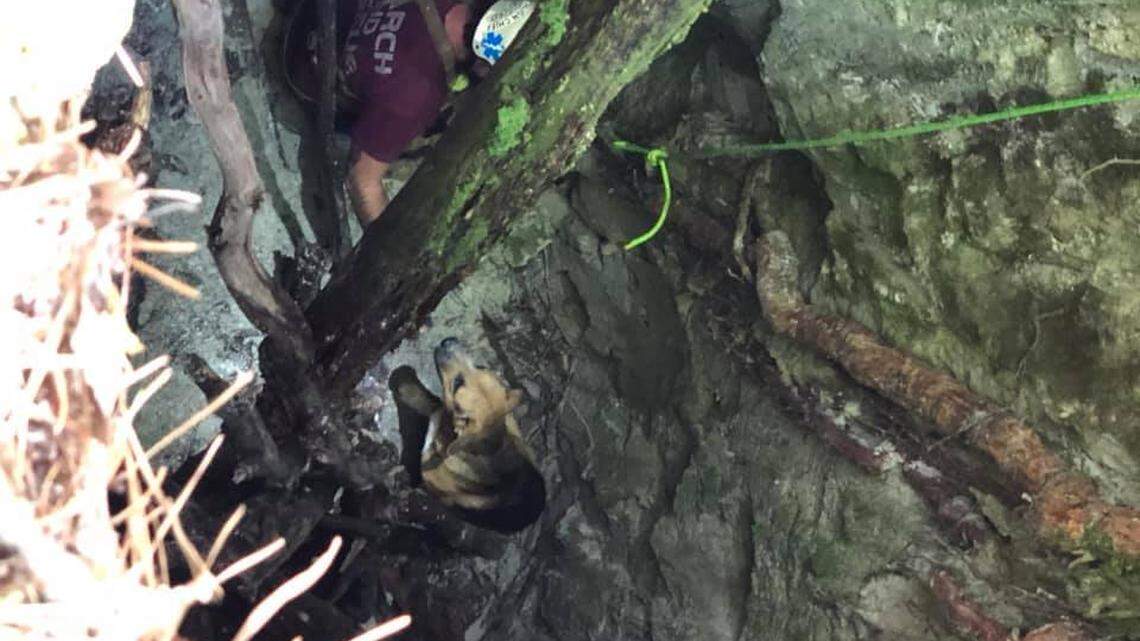 A dog was rescued from a 30-foot sink hole in Burke County. A group of mountain bikers spotted the dog while taking a break.
