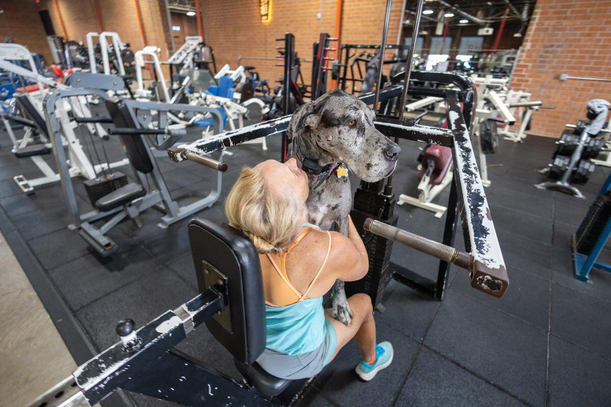 A person sits backward on a gym machine, hugging a large, merle-coated Great Dane, Oreo, who is sitting on their lap. The gym, filled with various fitness machines, is visible around them.