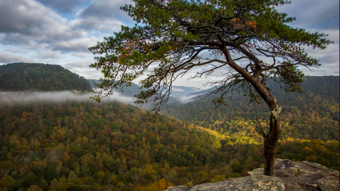 This iconic tree at Fall Creek Falls State Park was lost due to an ice storm last week, according to Tennessee State Parks officials.