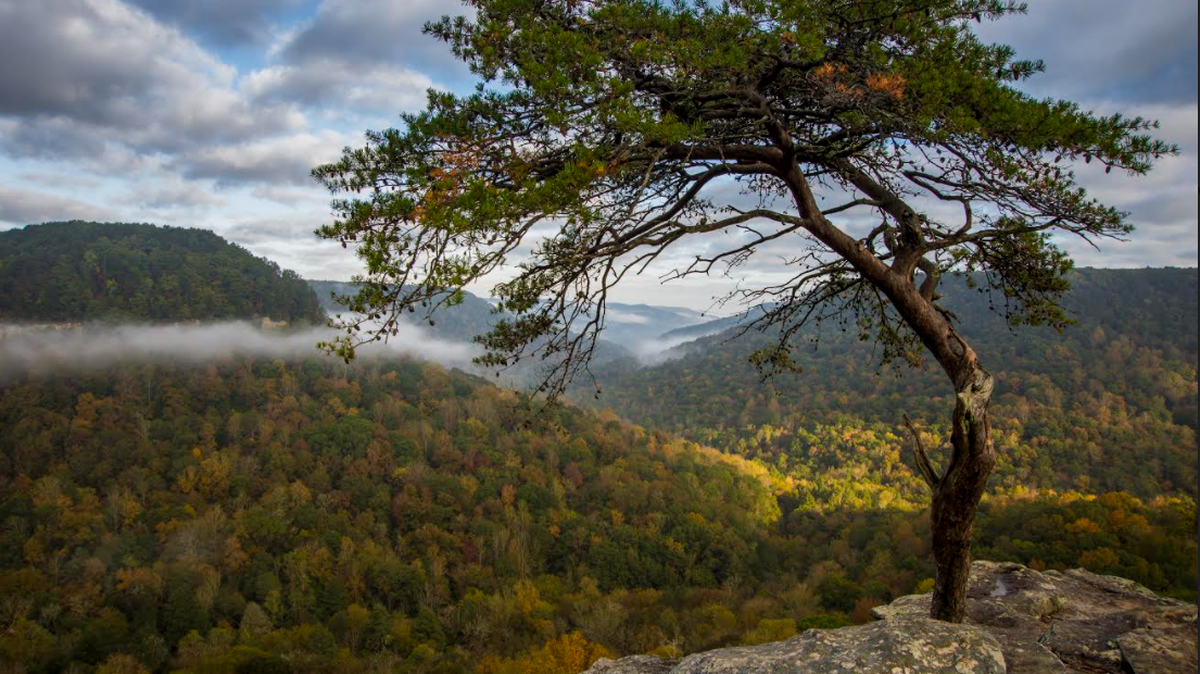 This iconic tree at Fall Creek Falls State Park was lost due to an ice storm last week, according to Tennessee State Parks officials.