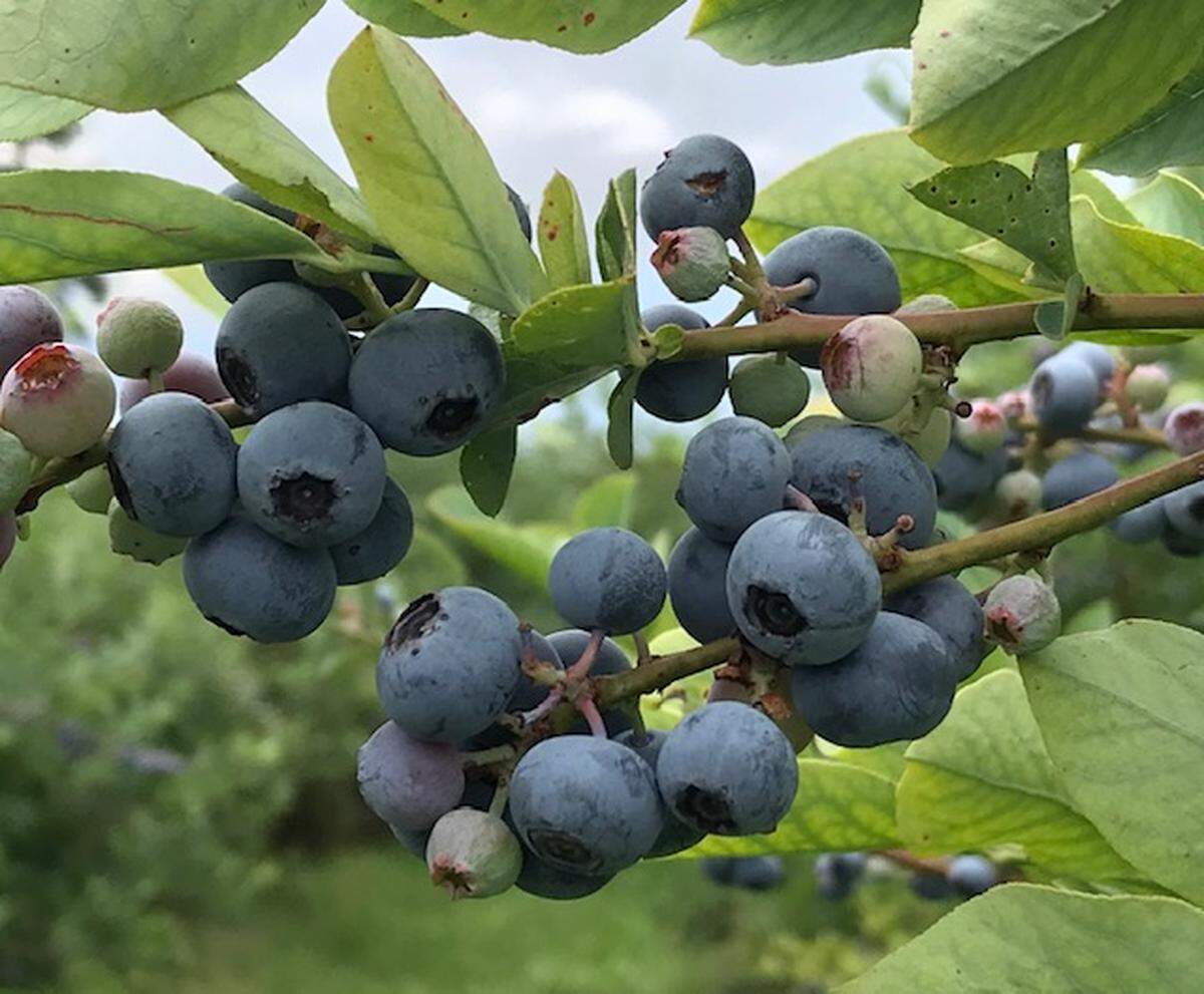 Pick your own fruit at U-Pick Blueberries at Bush N Vine Farm.