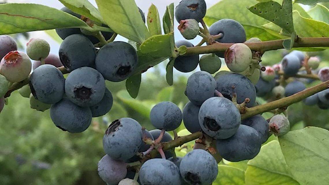 When planting blueberry bushes, you want to get at least two cultivars. You want insects to cross-pollinate, which will help produce more berries.