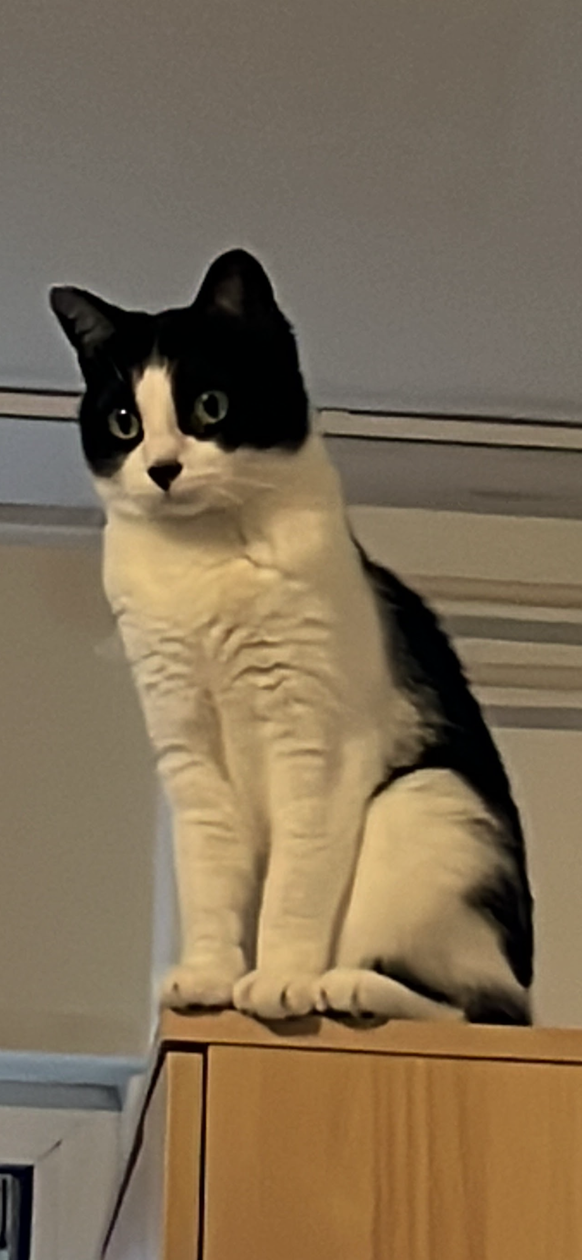Lillian was named a finalist in The Charlotte Observer’s “cutest cat in Charlotte” contest in fall 2024.