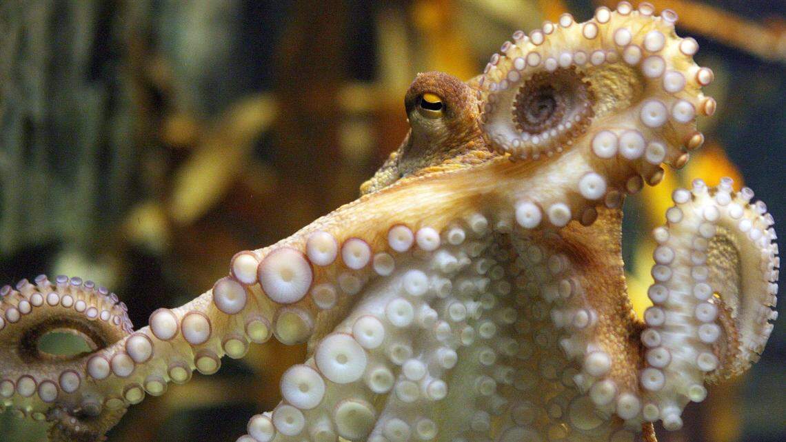 The ‘World’s Oldest Octopus’ Held That Title for 25 Years