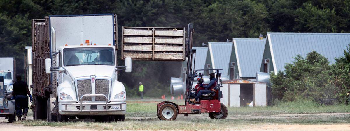 Chickens are loaded onto a truck after being moved into crates on a farm near Lumber Bridge.