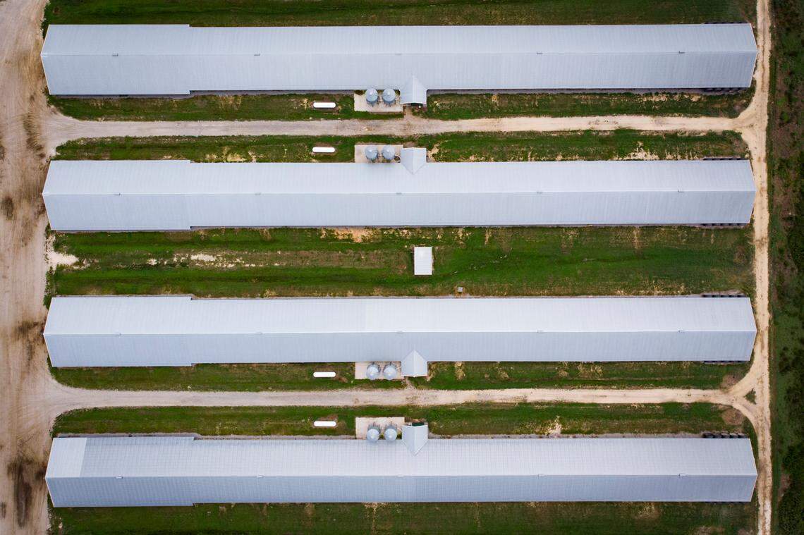 Poultry barns sit off of Jarman Road in Anson County, N.C. They’re often in groups of four, eight or more.